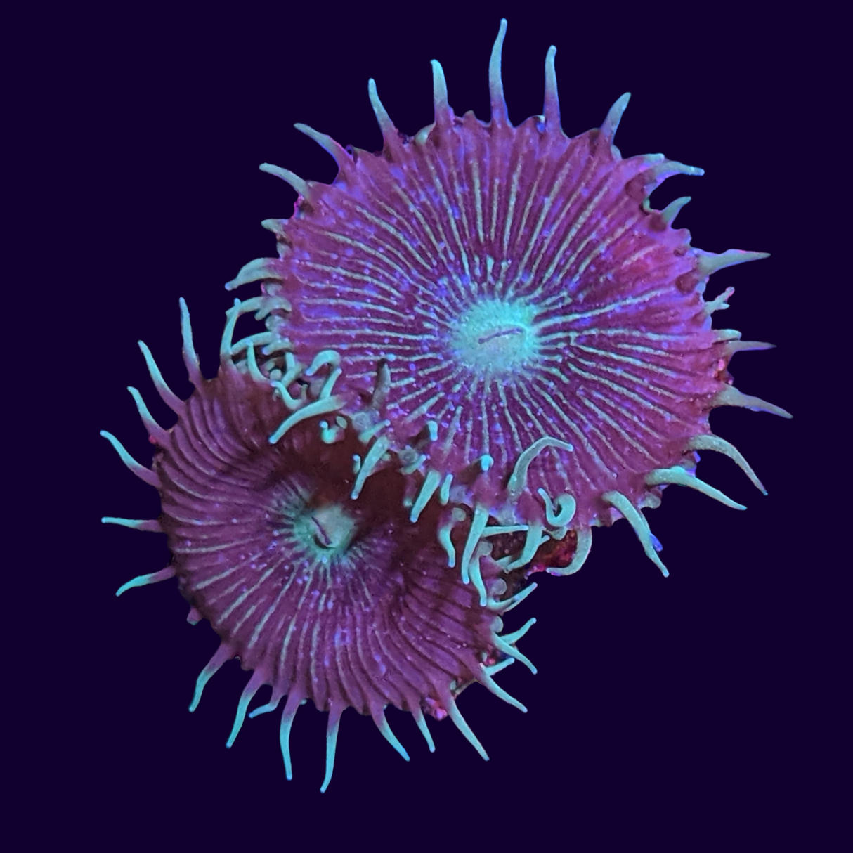 Green Paly Zoa