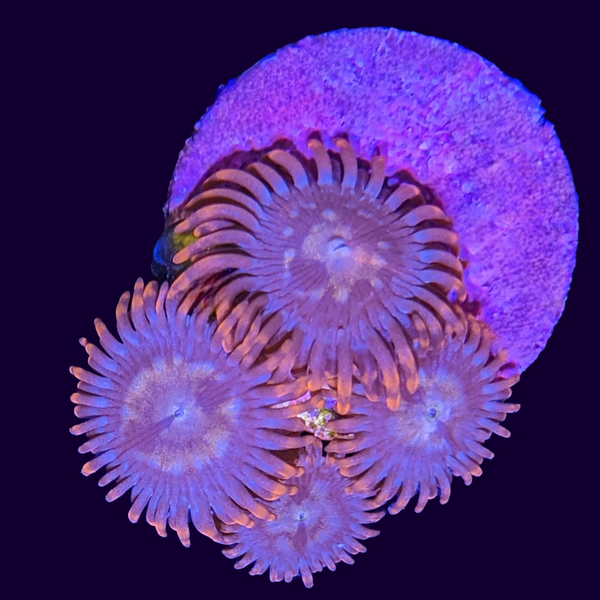 Orange Zoa Frag