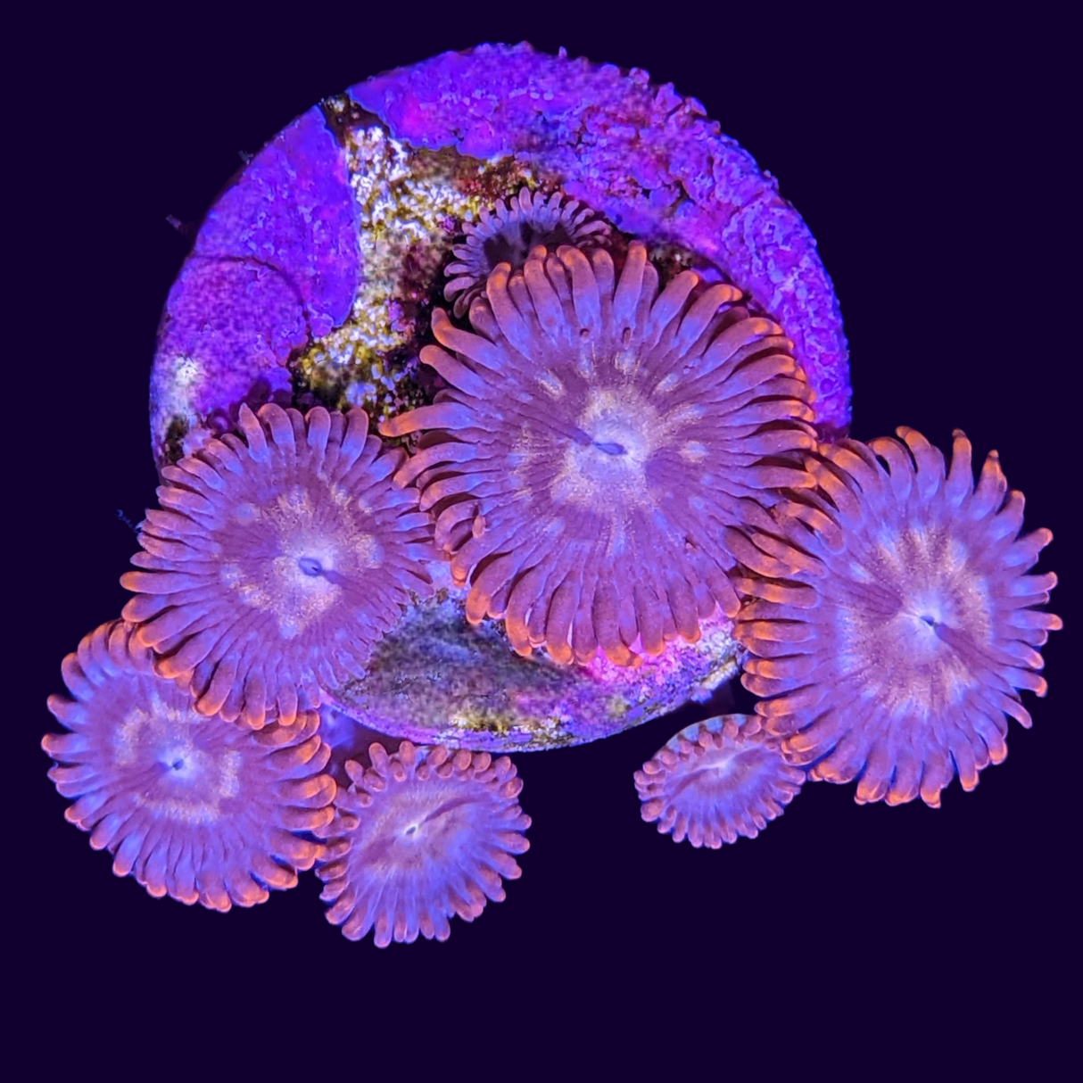 Orange Zoa Frag