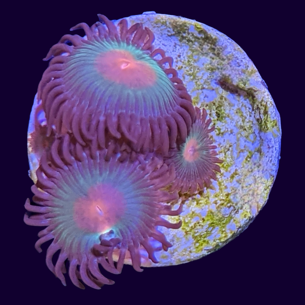 Orange Spot Zoa Frag