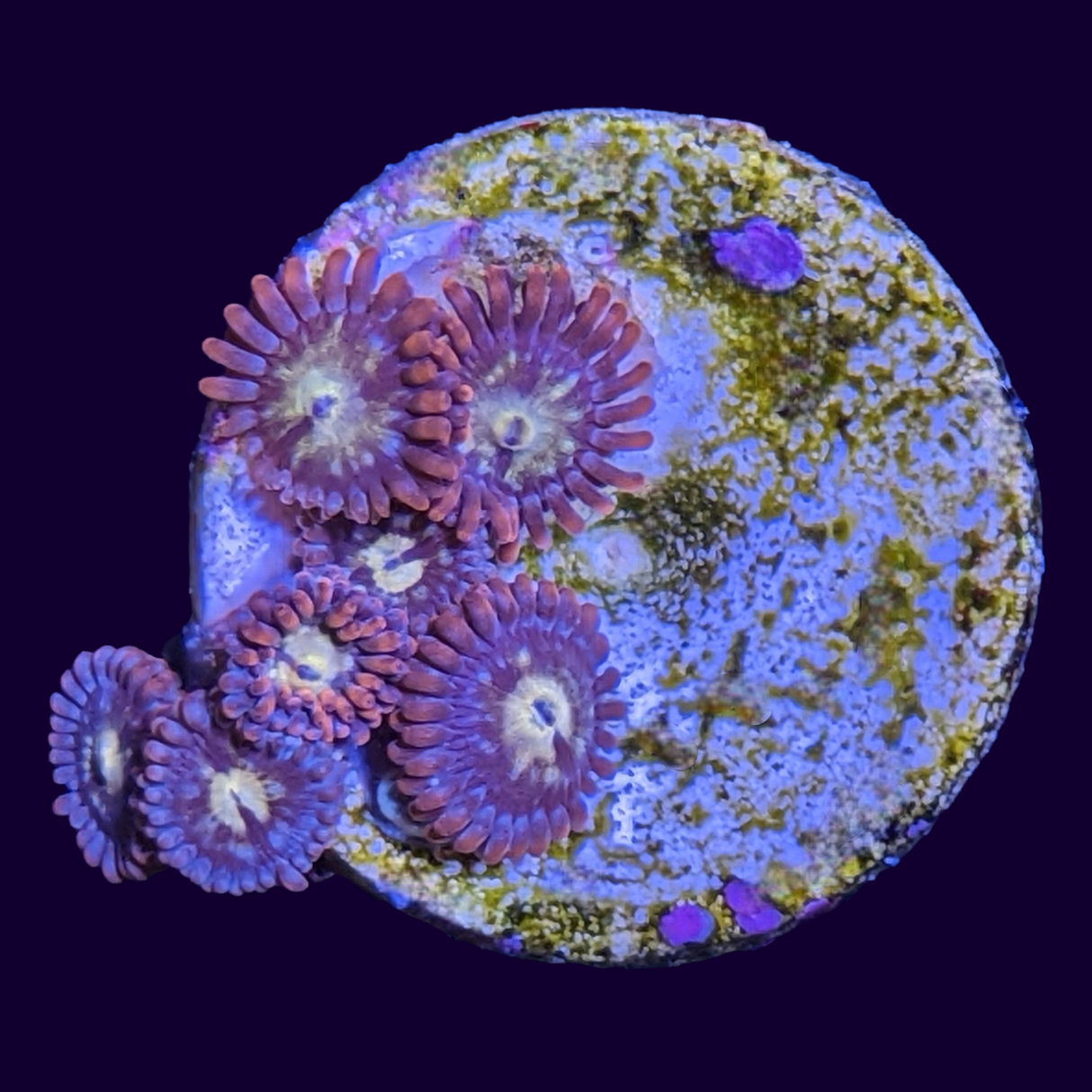 Chocolate Orange Zoa Frag