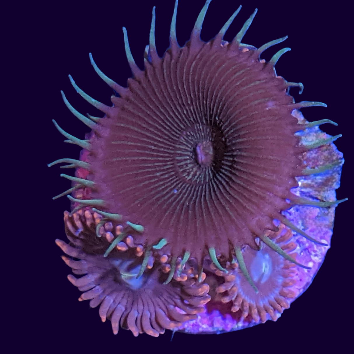 Mixed Paly/ Orange Zoa Frag