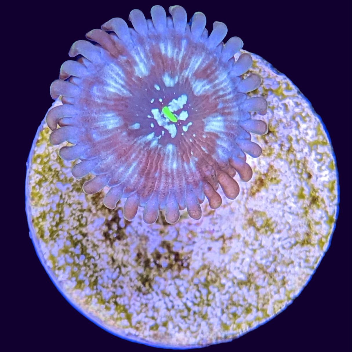 Dark Magician Zoa Frag
