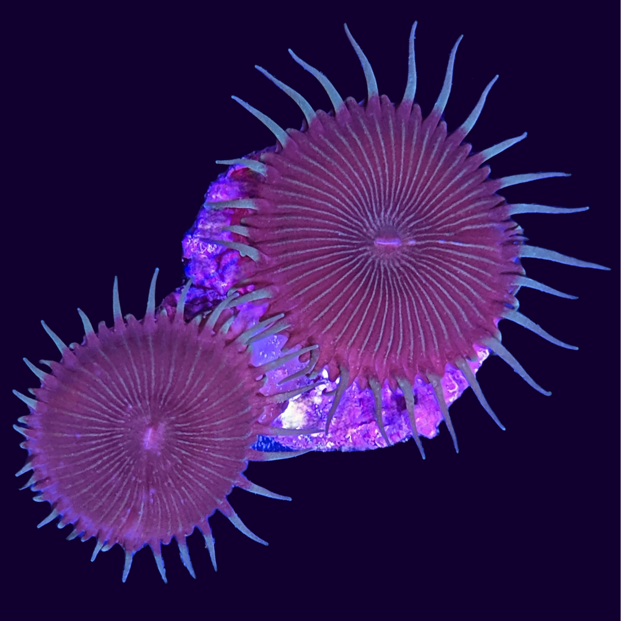 Green Paly Zoa