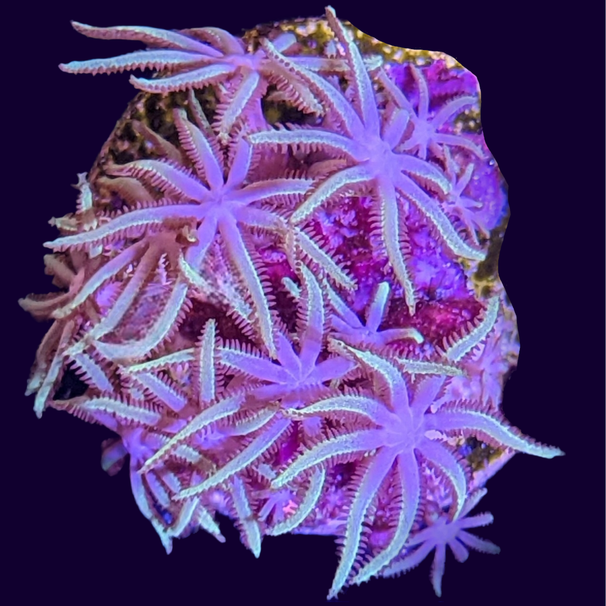 Green Star Polyp Frag