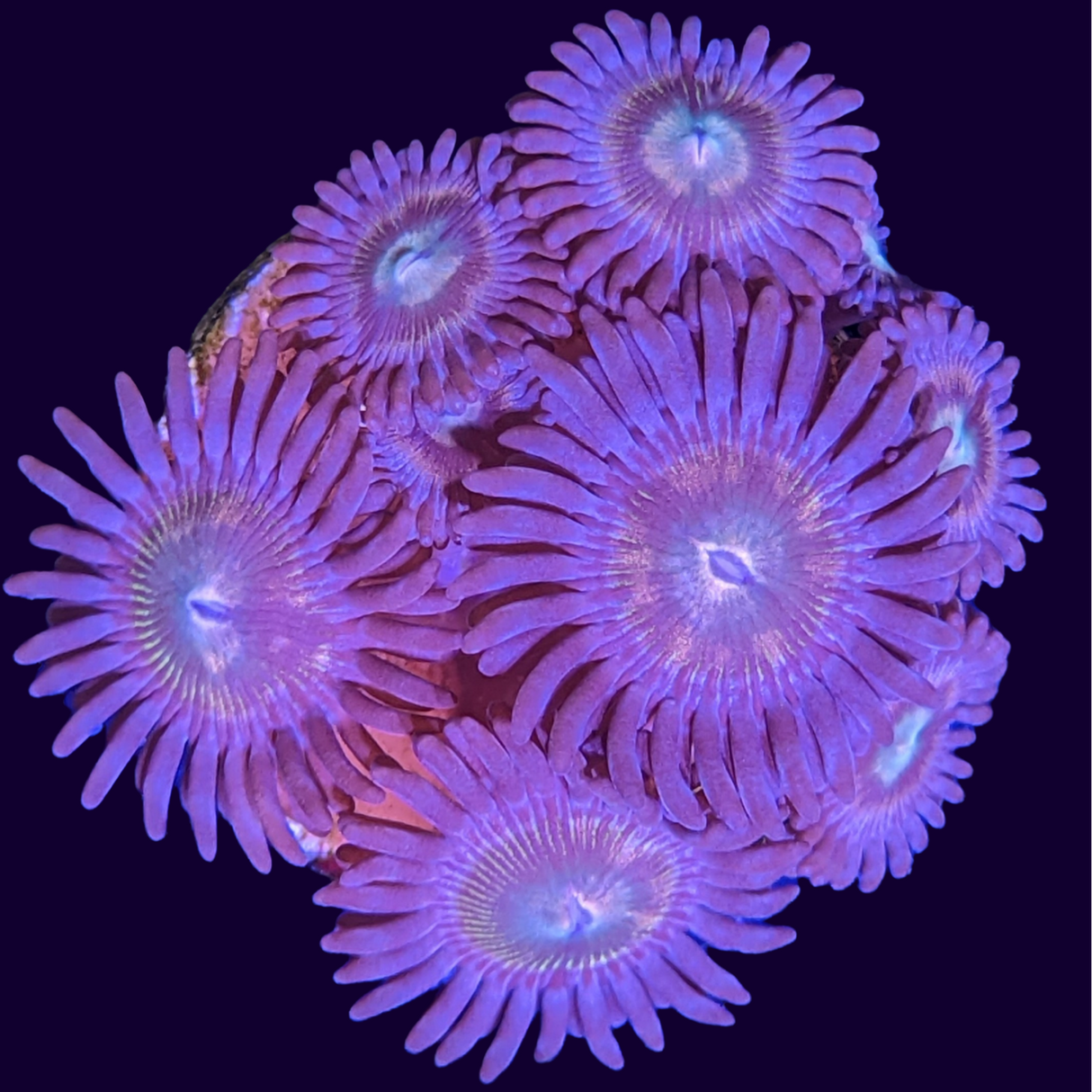 Zoa Frag