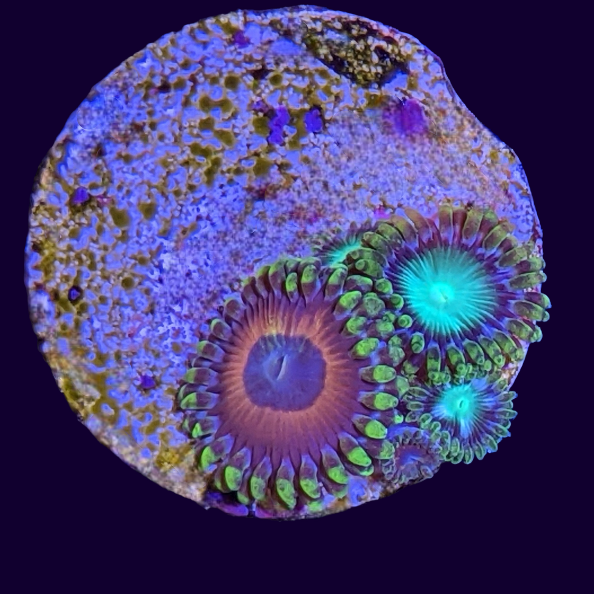Radioactive Dragons Eye Mix Zoa Frag (UK Grown)