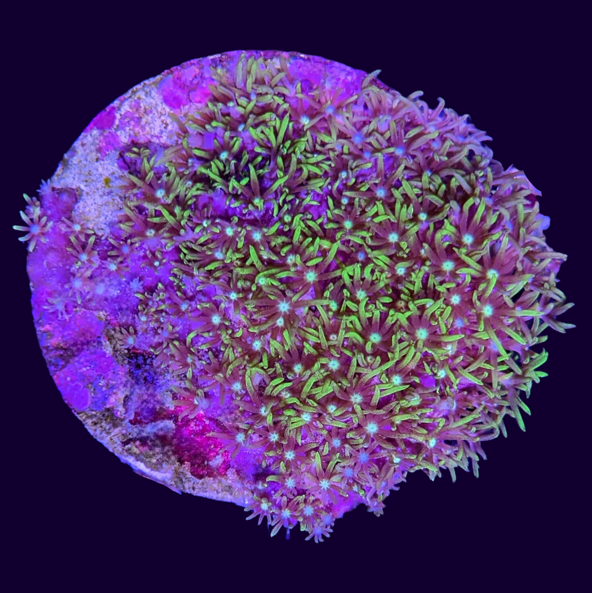 Green Star Polyp Disc