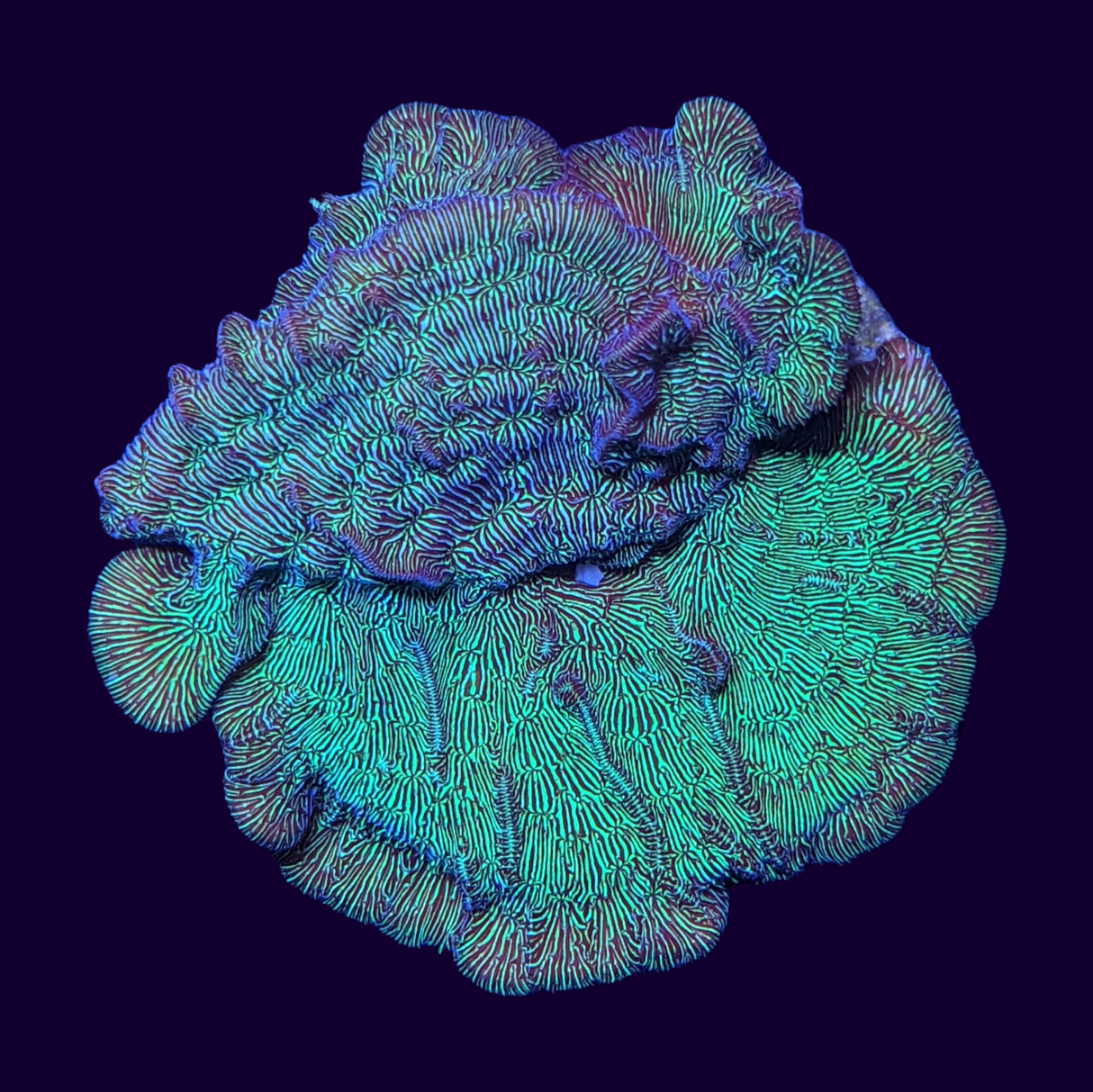 Large Metallic Green Pavona (UK Grown)