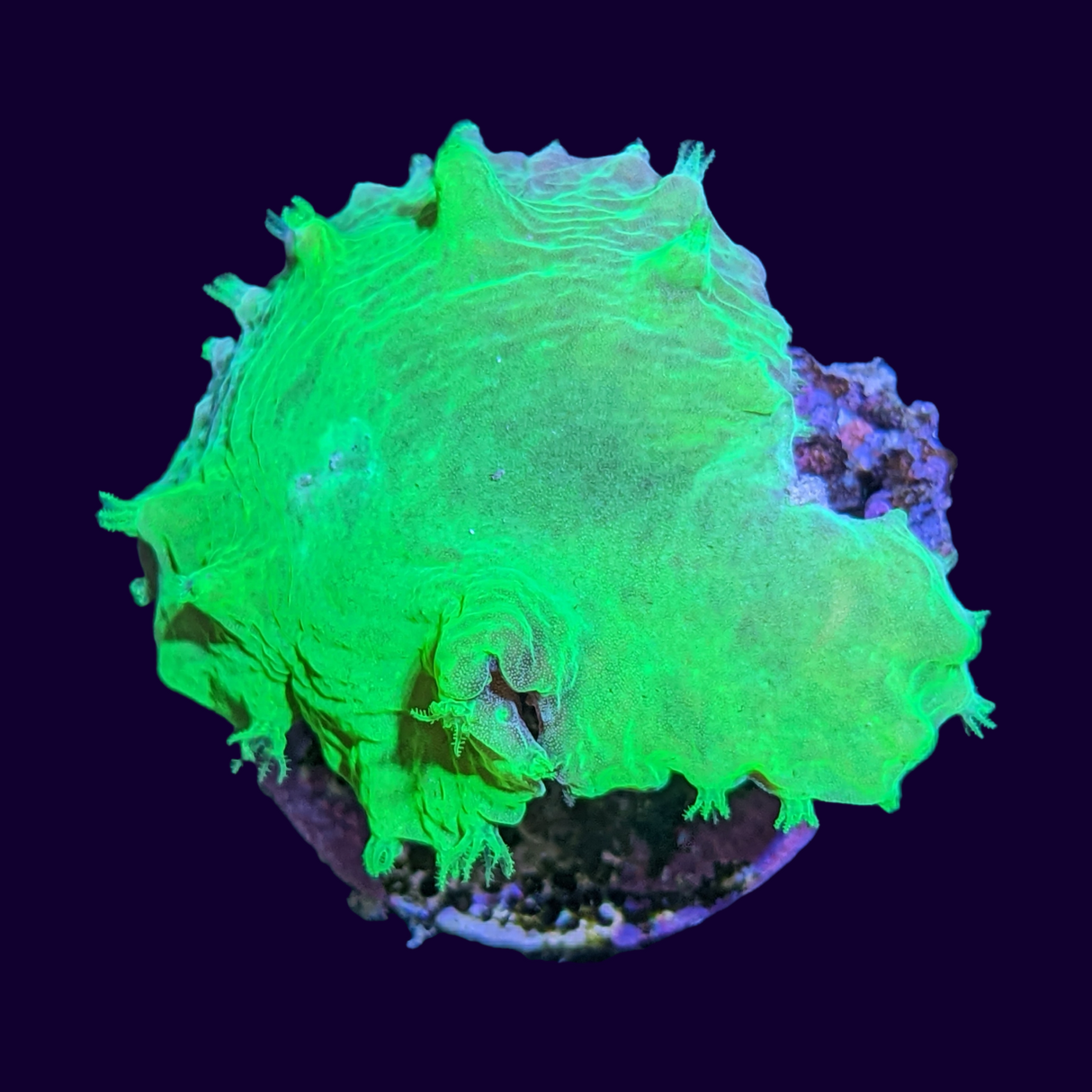 Green Sinularia Dura Cabbage Coral