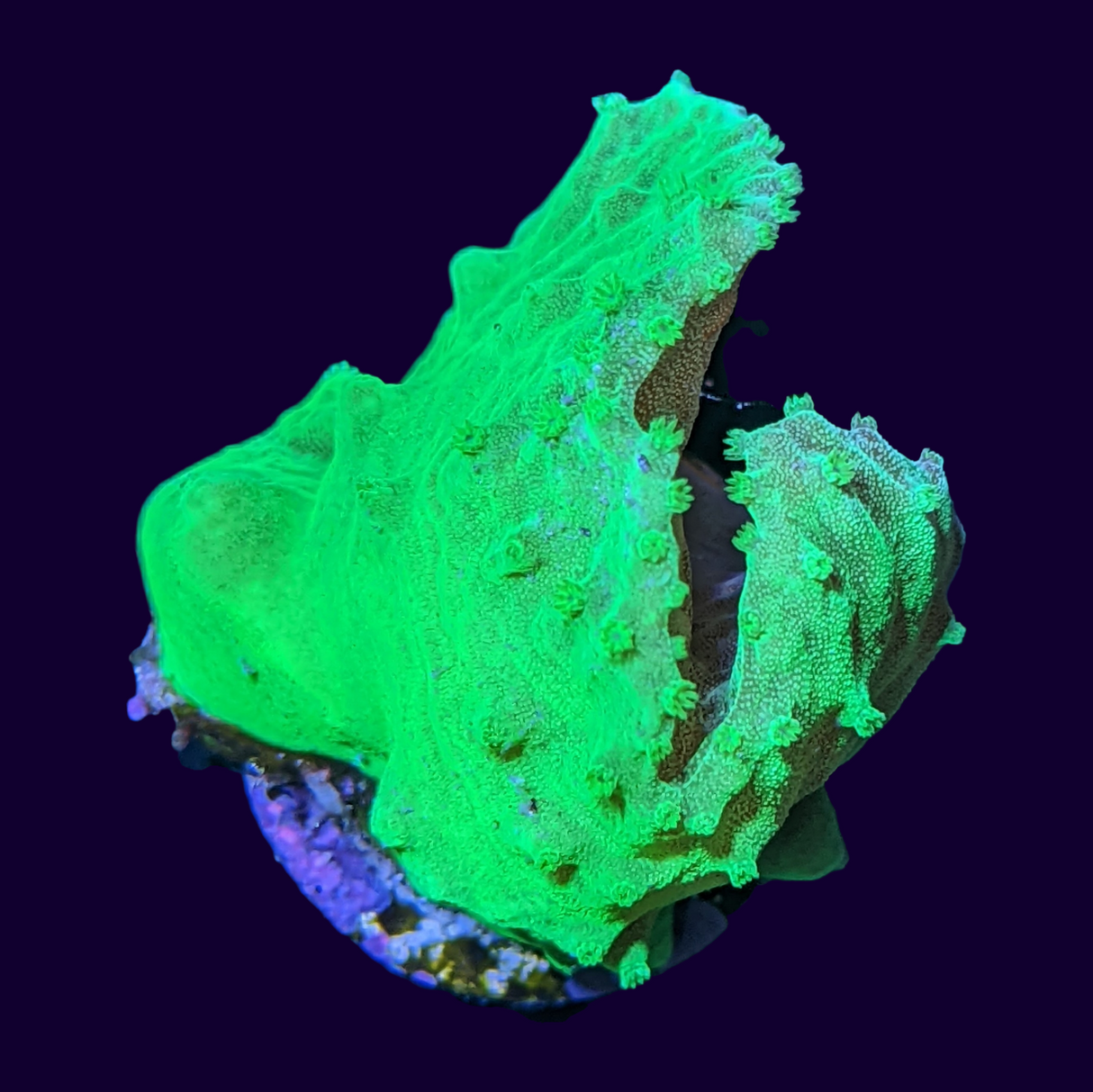 Green Sinularia Dura Cabbage Coral