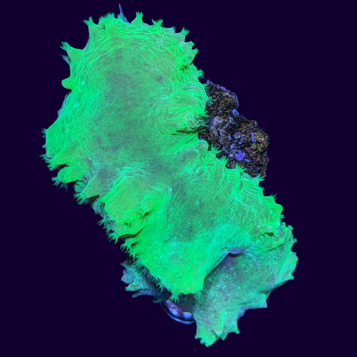 Green Sinularia Dura Cabbage Coral