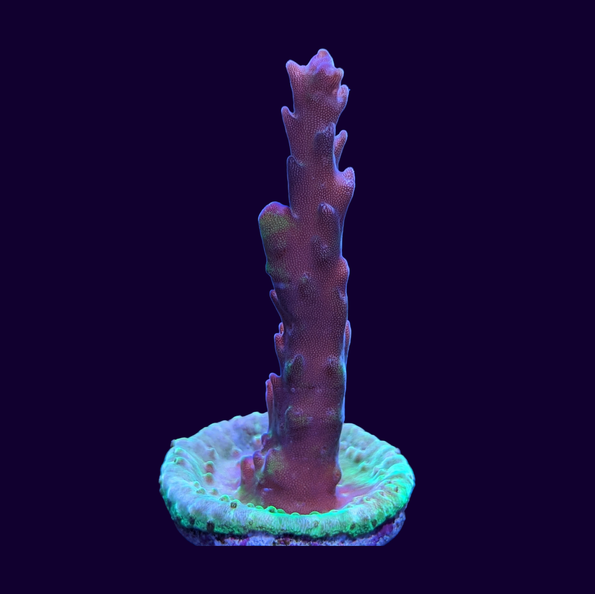 Acropora Frag (UK Grown)