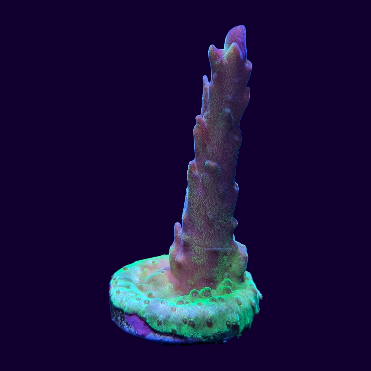 Acropora Frag (UK Grown)