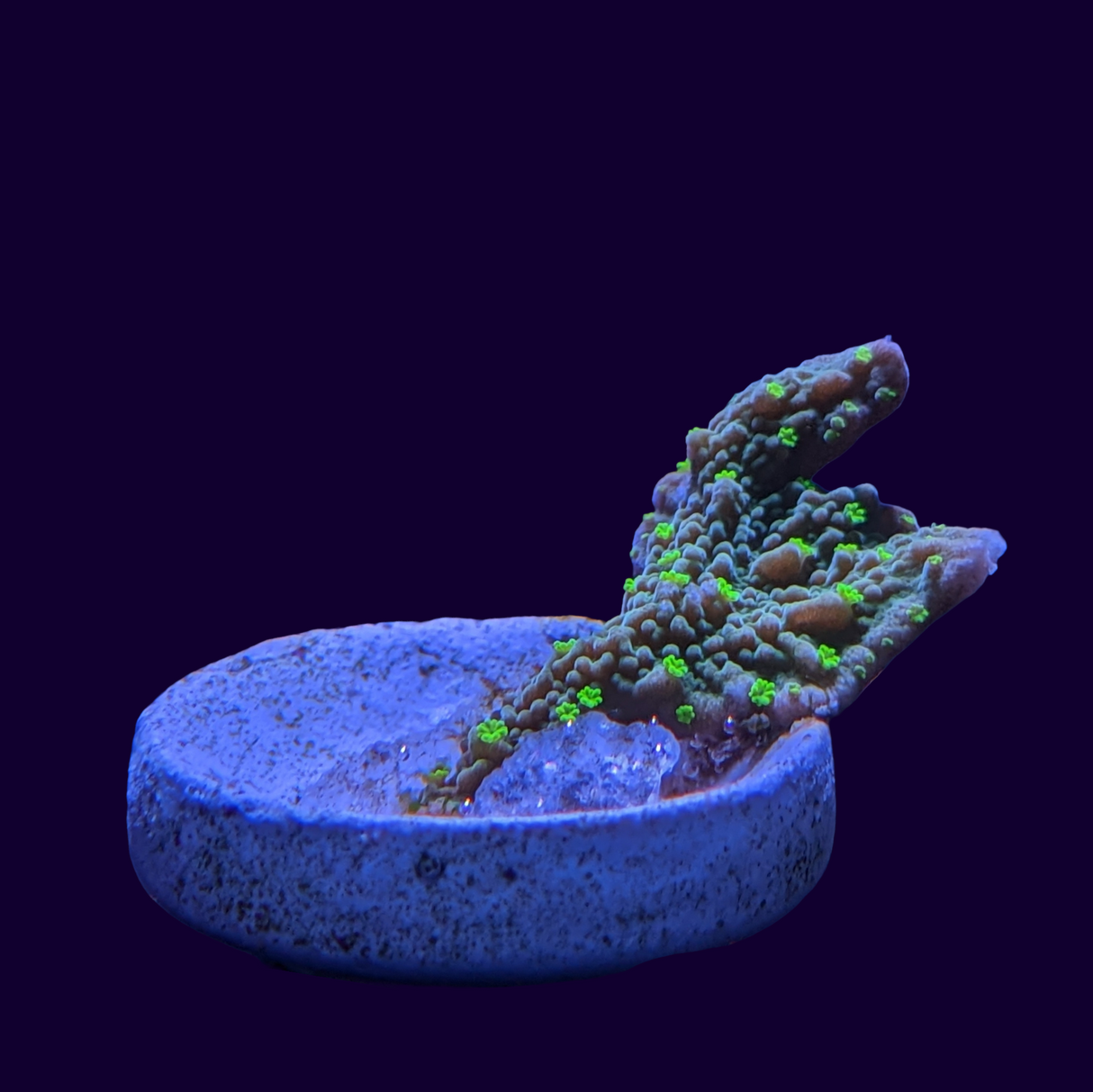 Hirsuta Montipora (UK Grown)