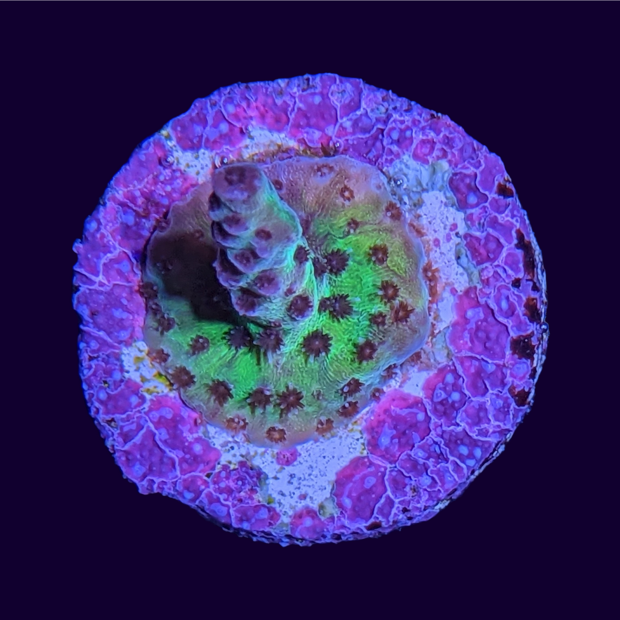 Tri-colour Acropora Frag (UK Grown)