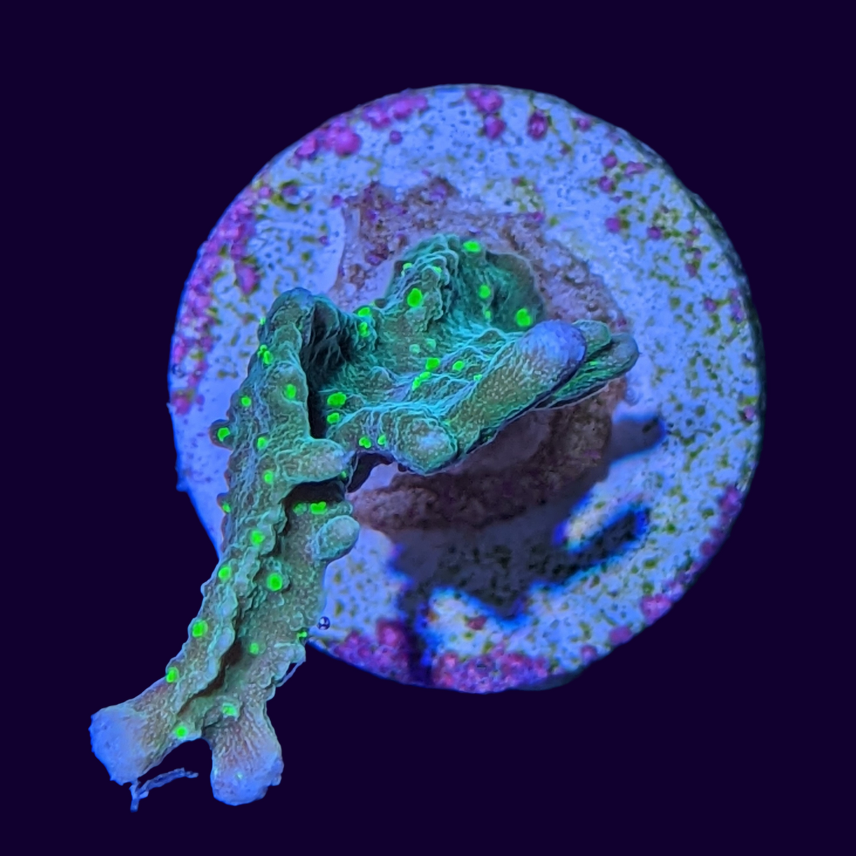 Hirsuta Montipora (UK Grown)