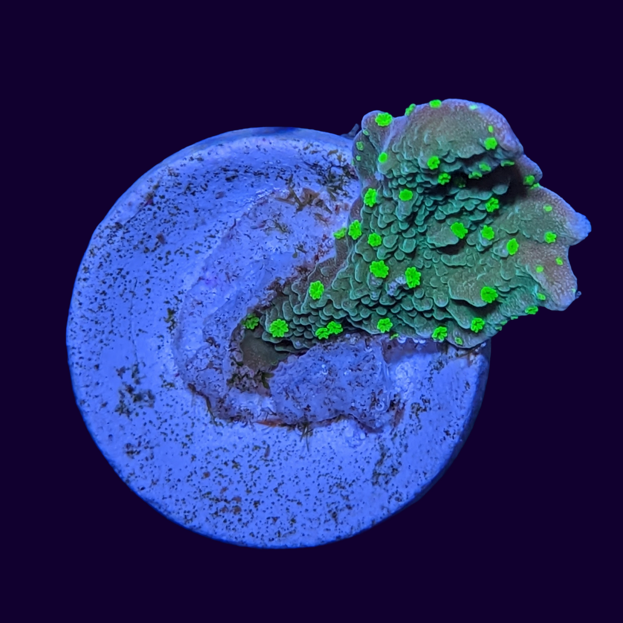 Hirsuta Montipora (UK Grown)