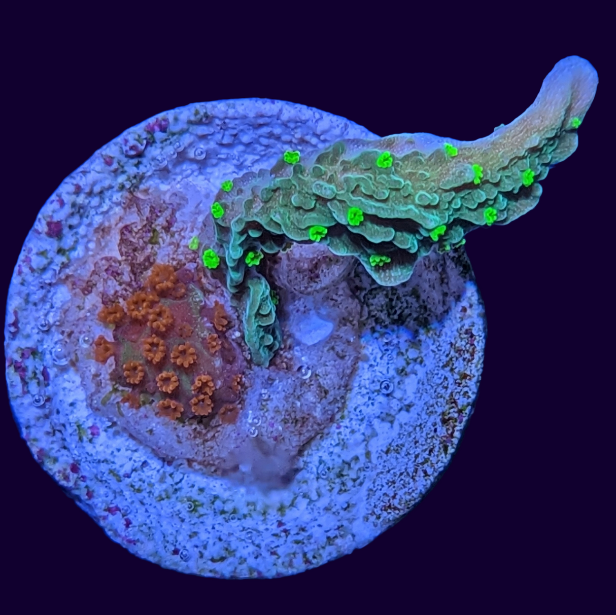 Hirsuta Montipora (UK Grown)