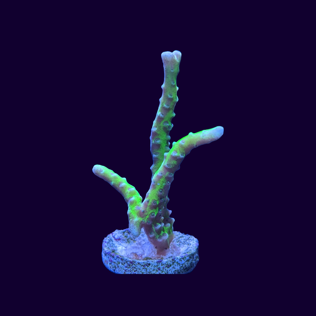 Electric Lemonade Anacropora Frag (UK Grown)