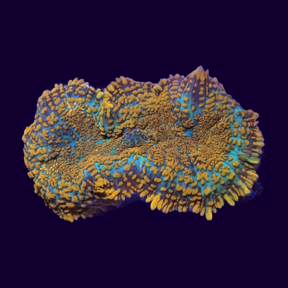 Indonesian Orange Rhodactis Mushroom