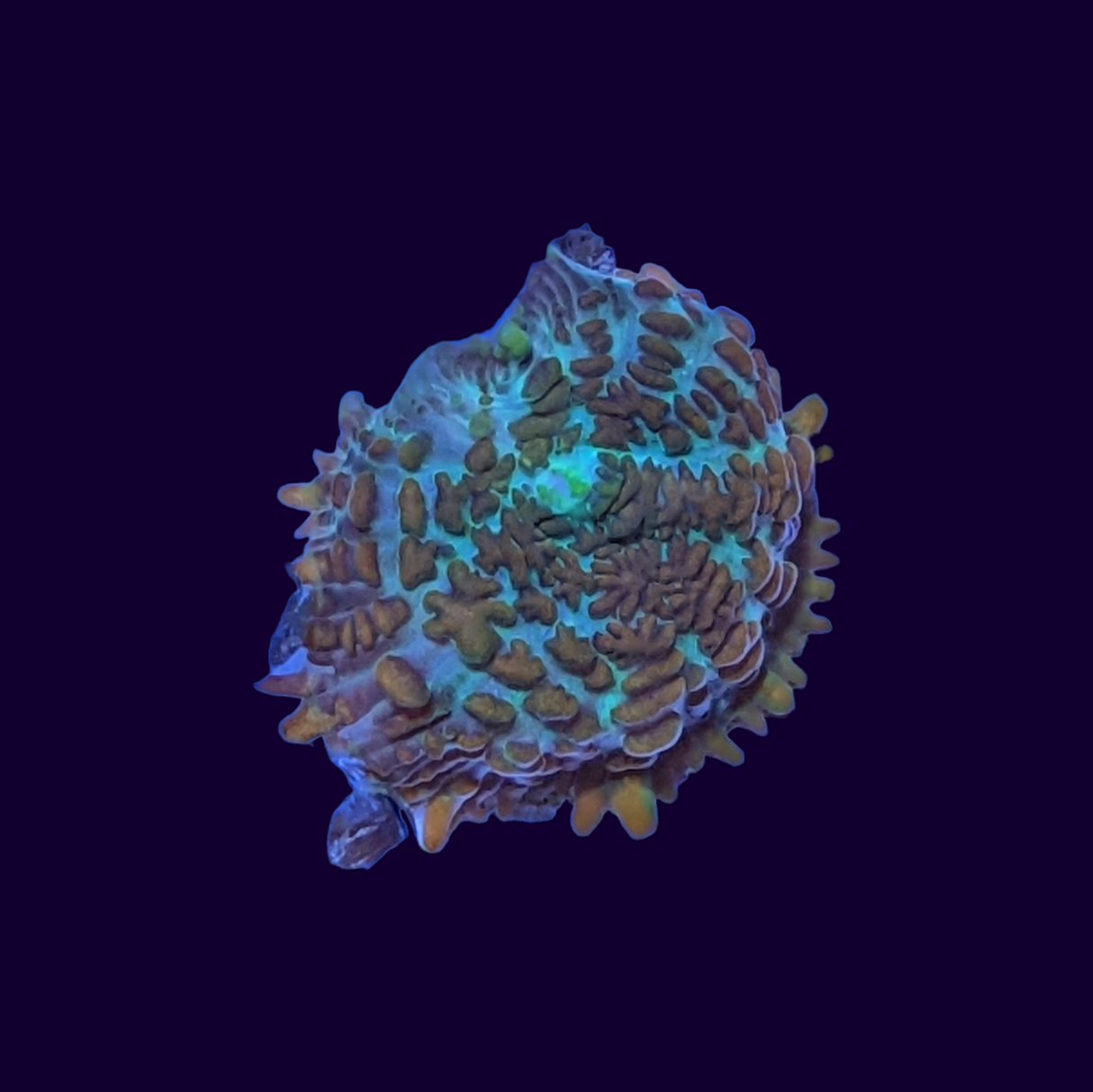 Australian Orange Rhodactis Mushroom