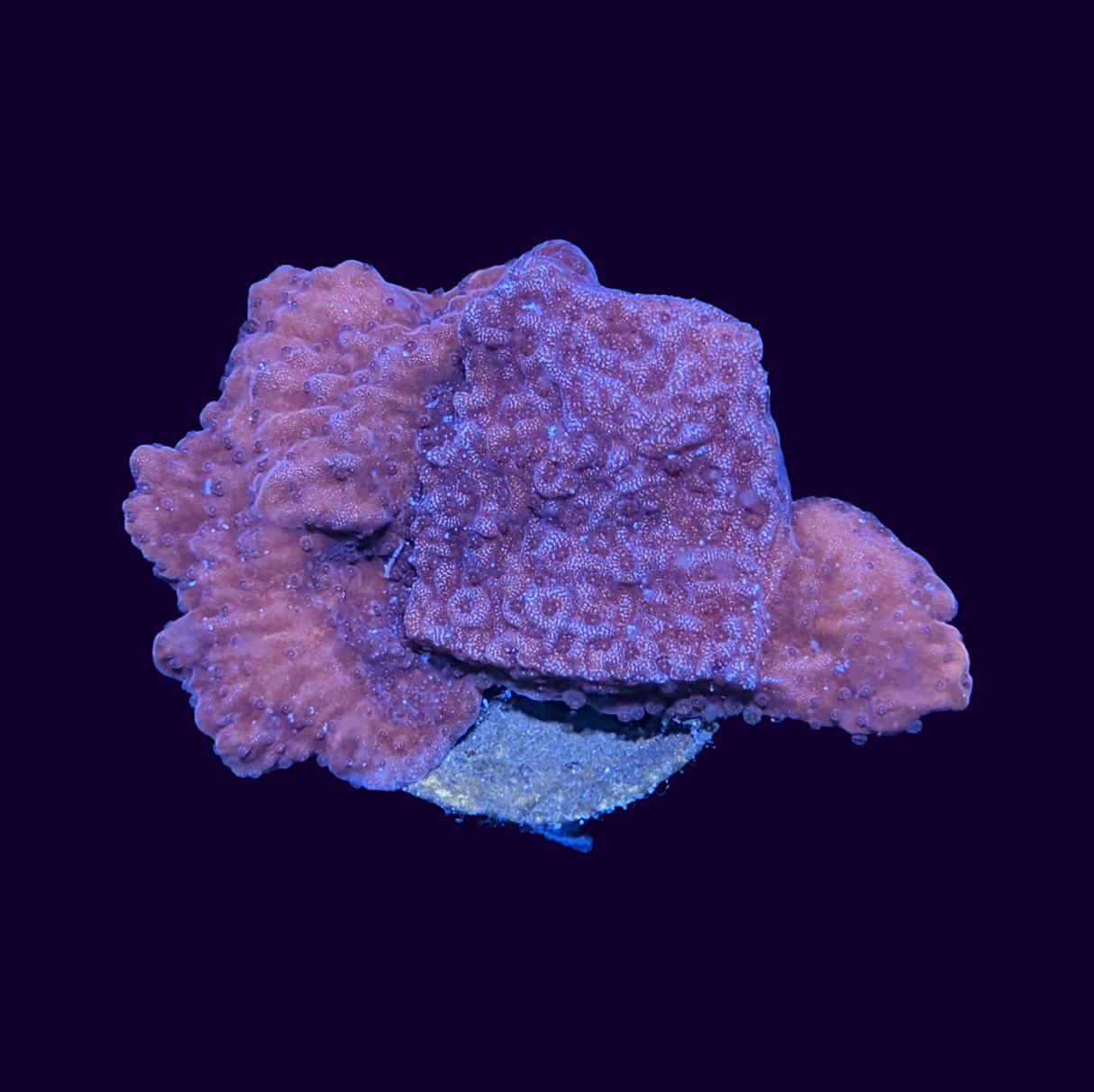 Red Montipora