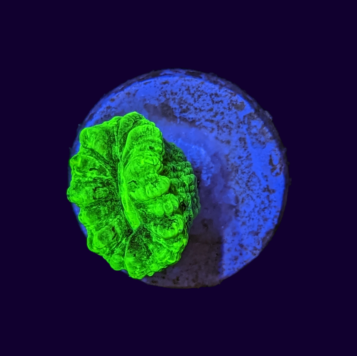 Neon Green Candy Cane