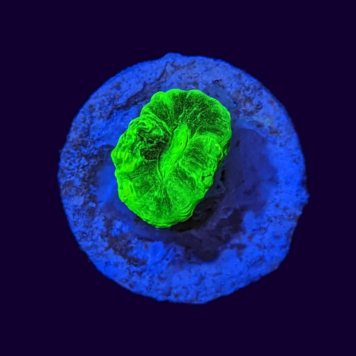 Neon Green Candy Cane