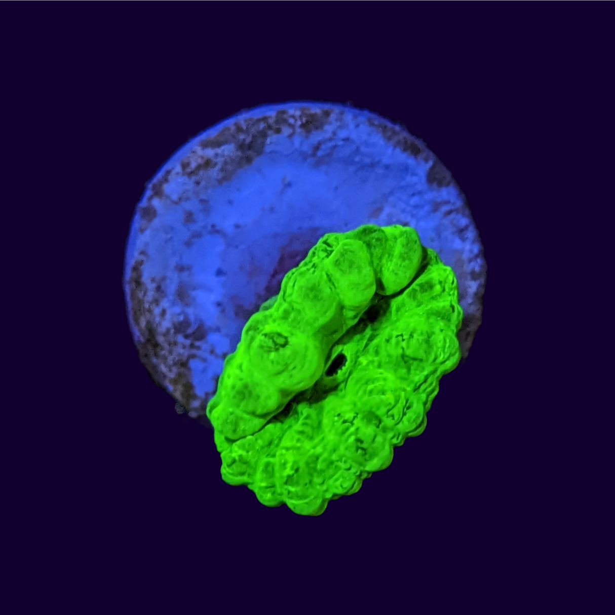 Candy Cane Ultra Neon Green 1 Head