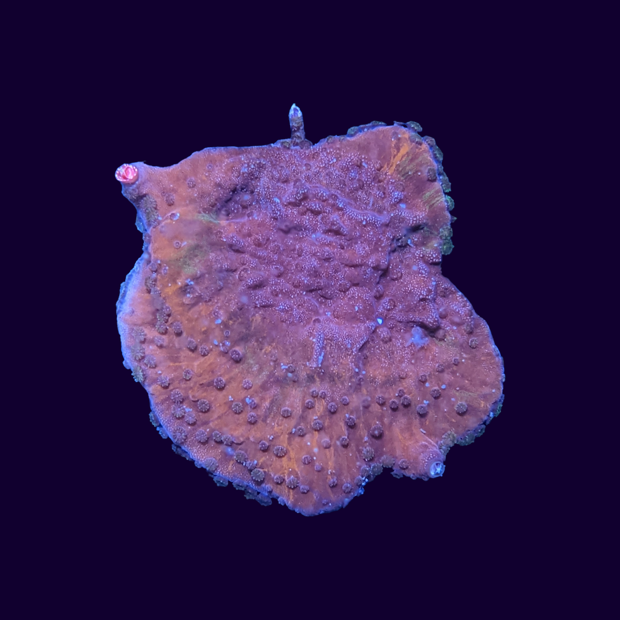 Red Montipora