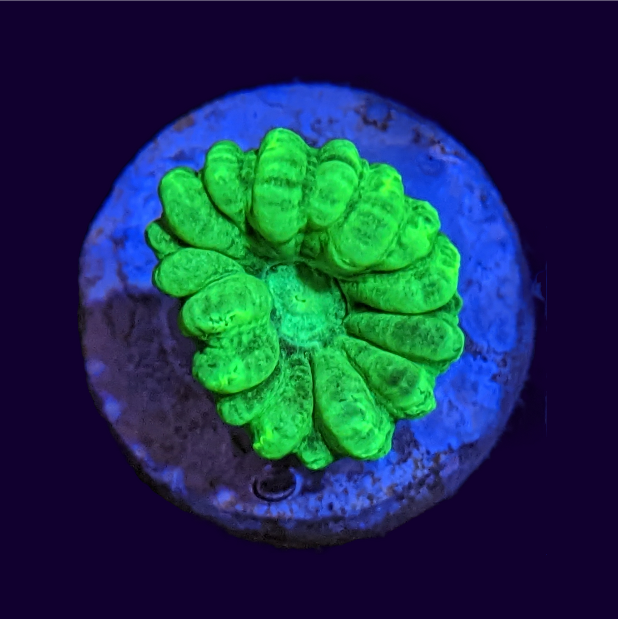 Neon Green Candy Cane