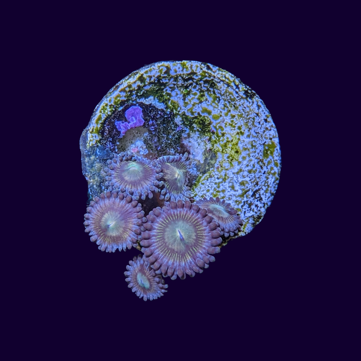 Zoa Frag