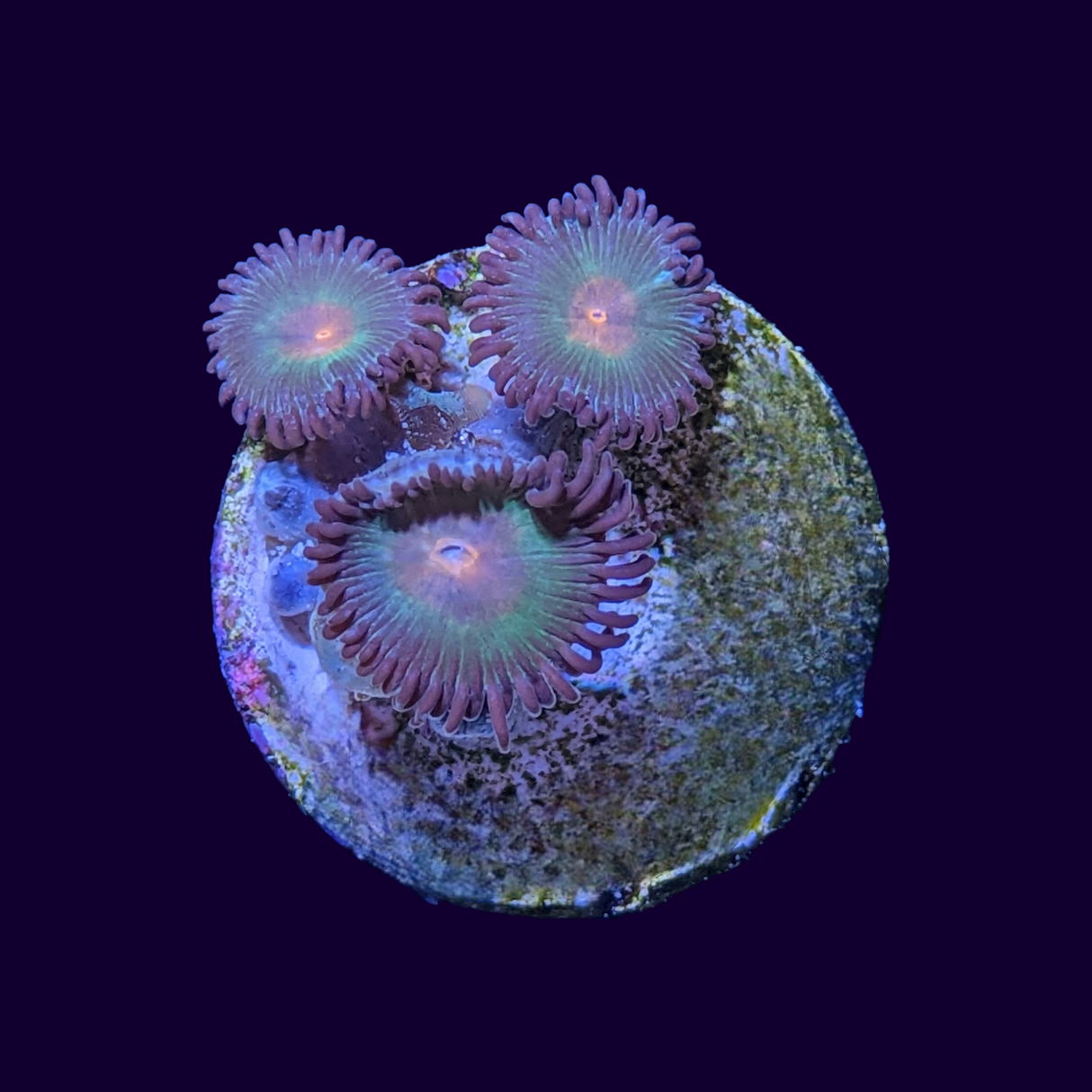 John Deere Zoa Frag