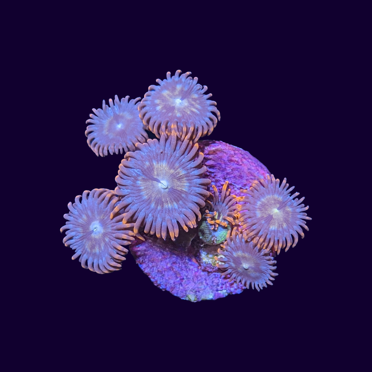 Chocolate Orange Zoa Frag