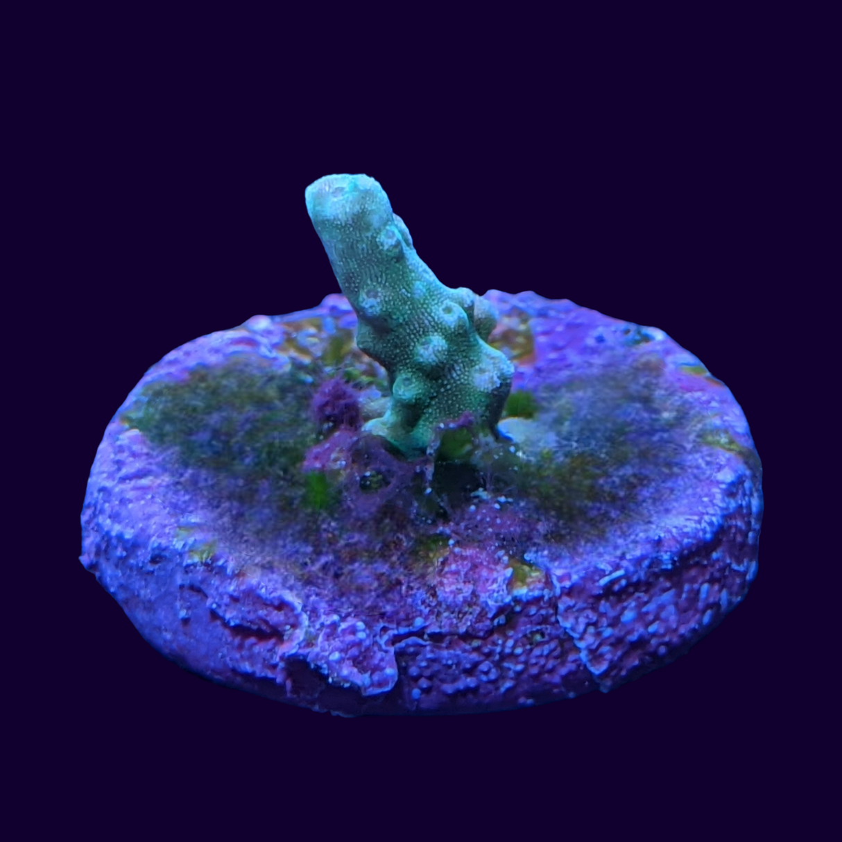 Acropora Frag (UK Grown)