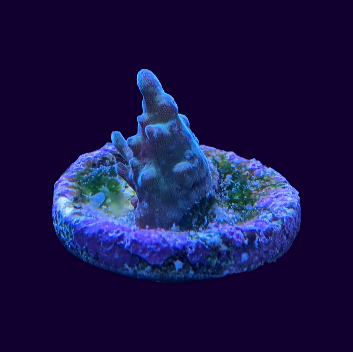 Acropora Frag (UK Grown)
