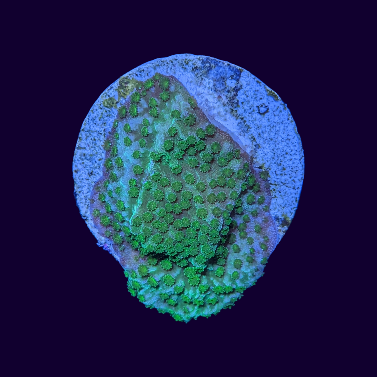 Montipora (UK Grown)