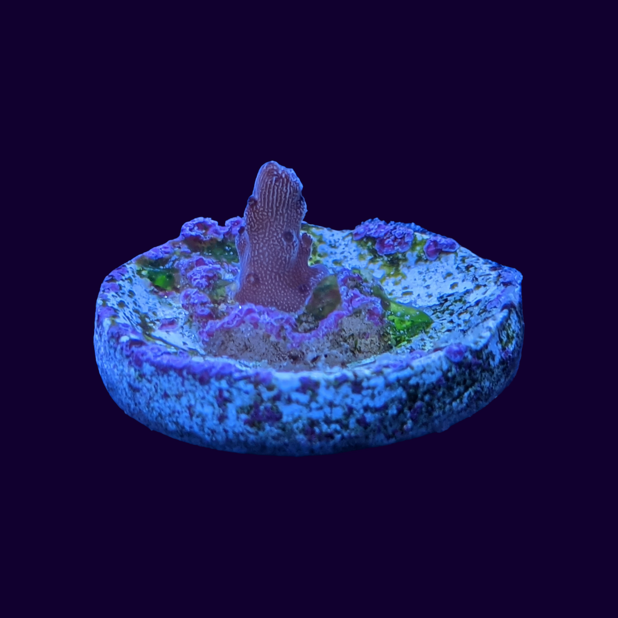 Acropora Frag (UK Grown)