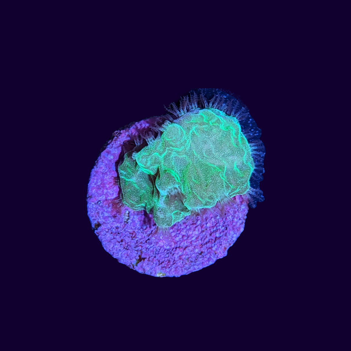 Green Sinularia Dura Cabbage Coral