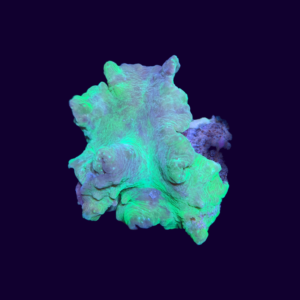 Green Sinularia Dura Cabbage Coral
