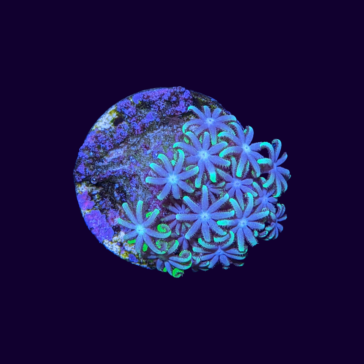 Green Star Polyp Frag