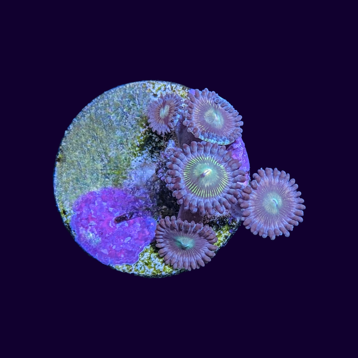 Zoa Frag (UK Grown)