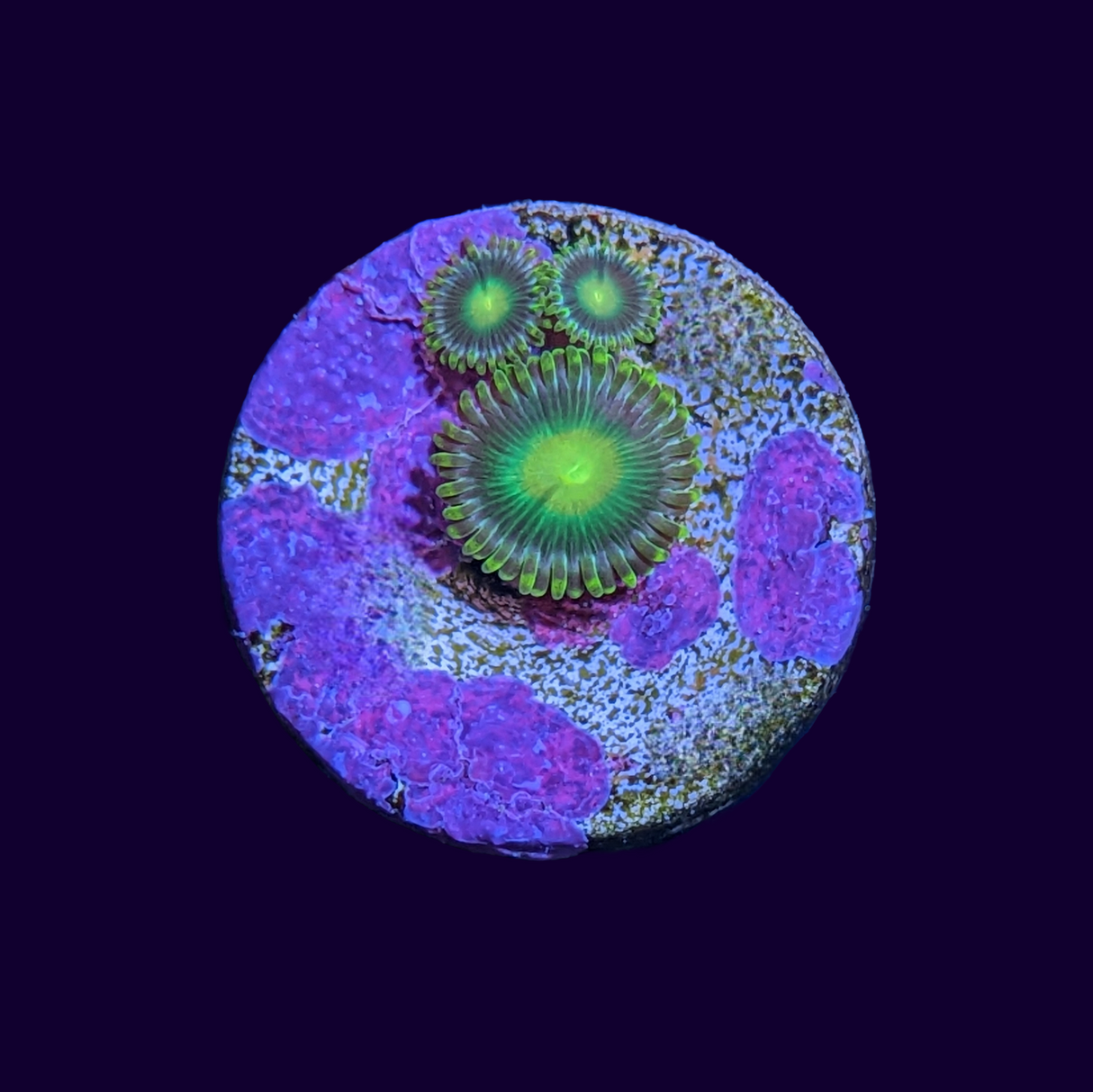 John Deere Zoa Frag (UK Grown)