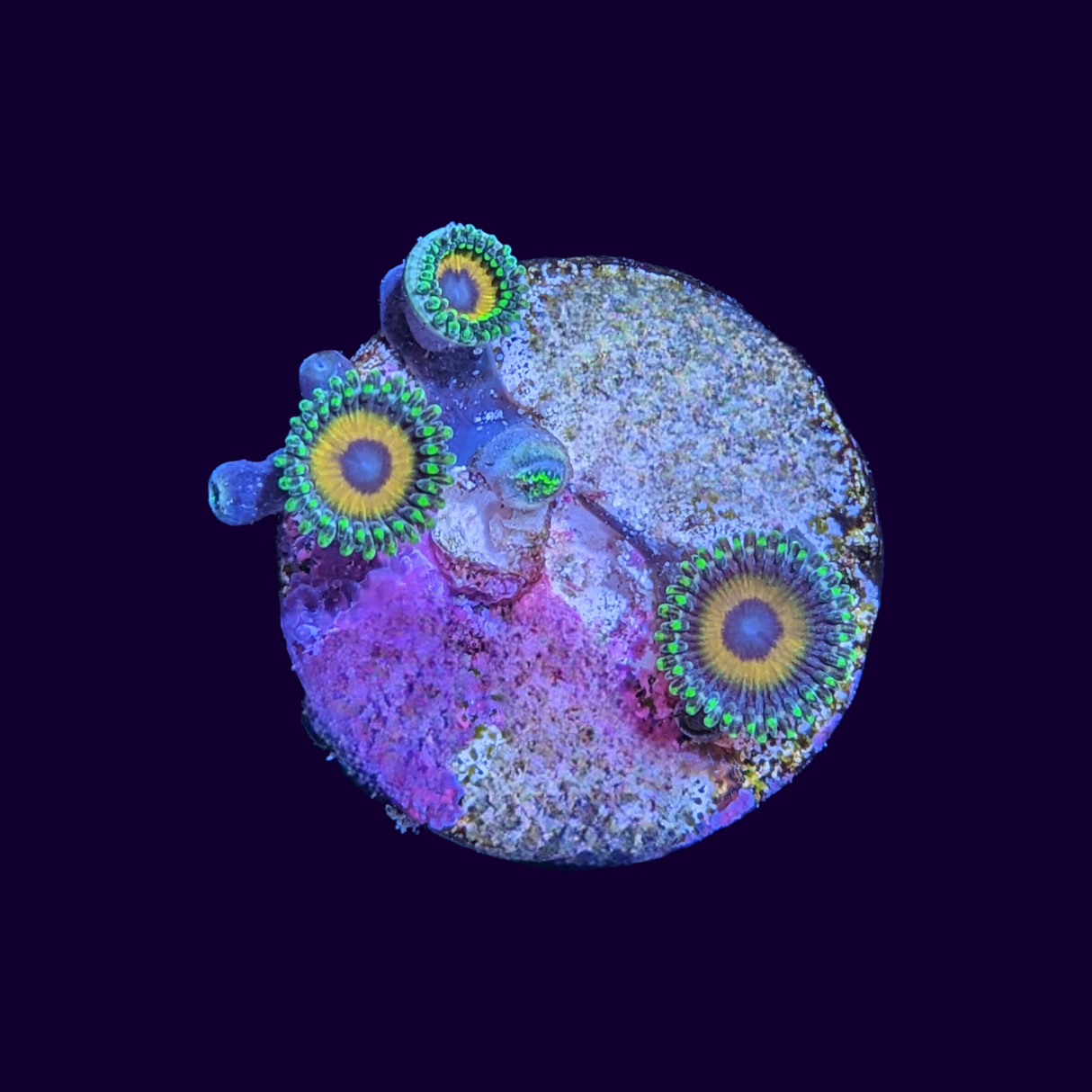 Eagle Eyes Zoas Frag