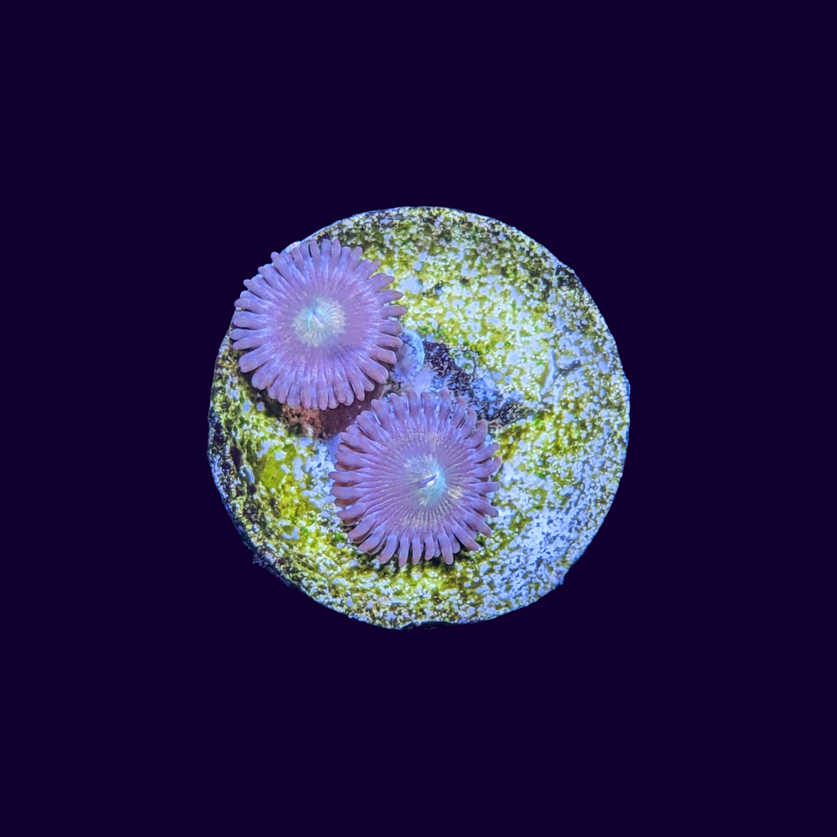 Zoa Frag