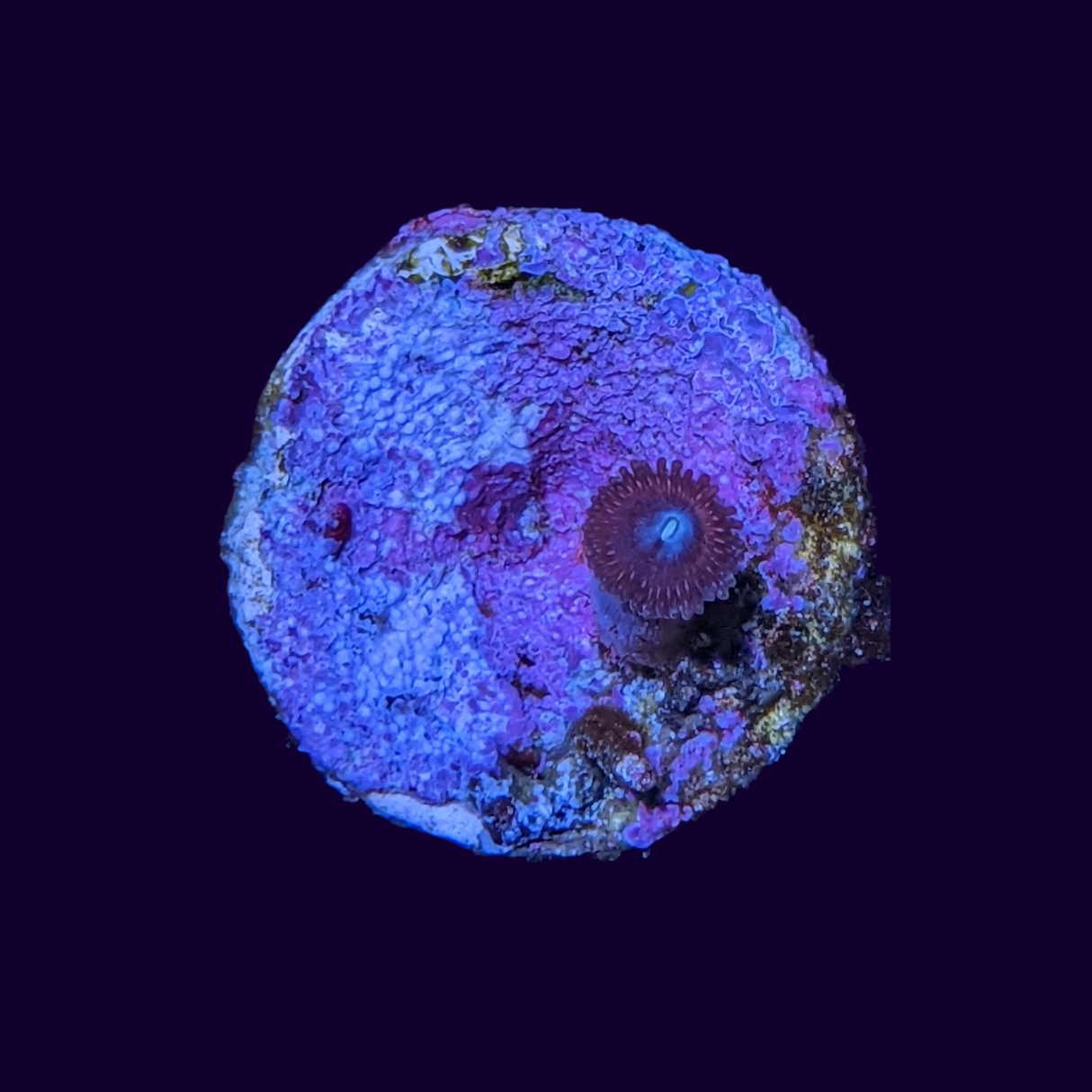 Pink Passion Zoa Frag