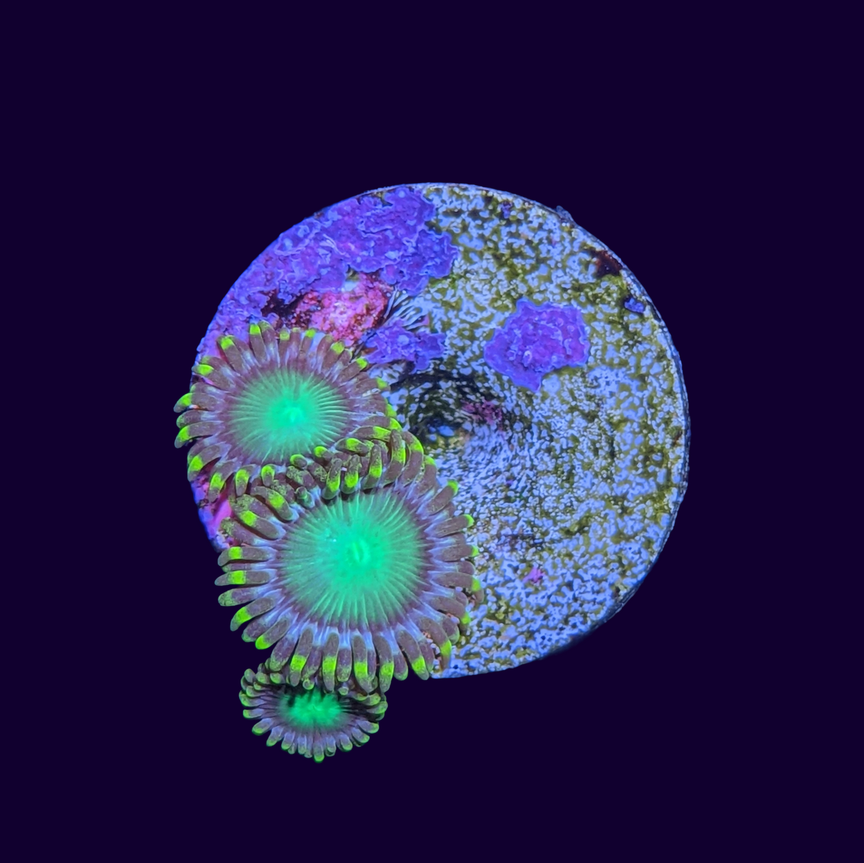 Radioactive Zoa Frag