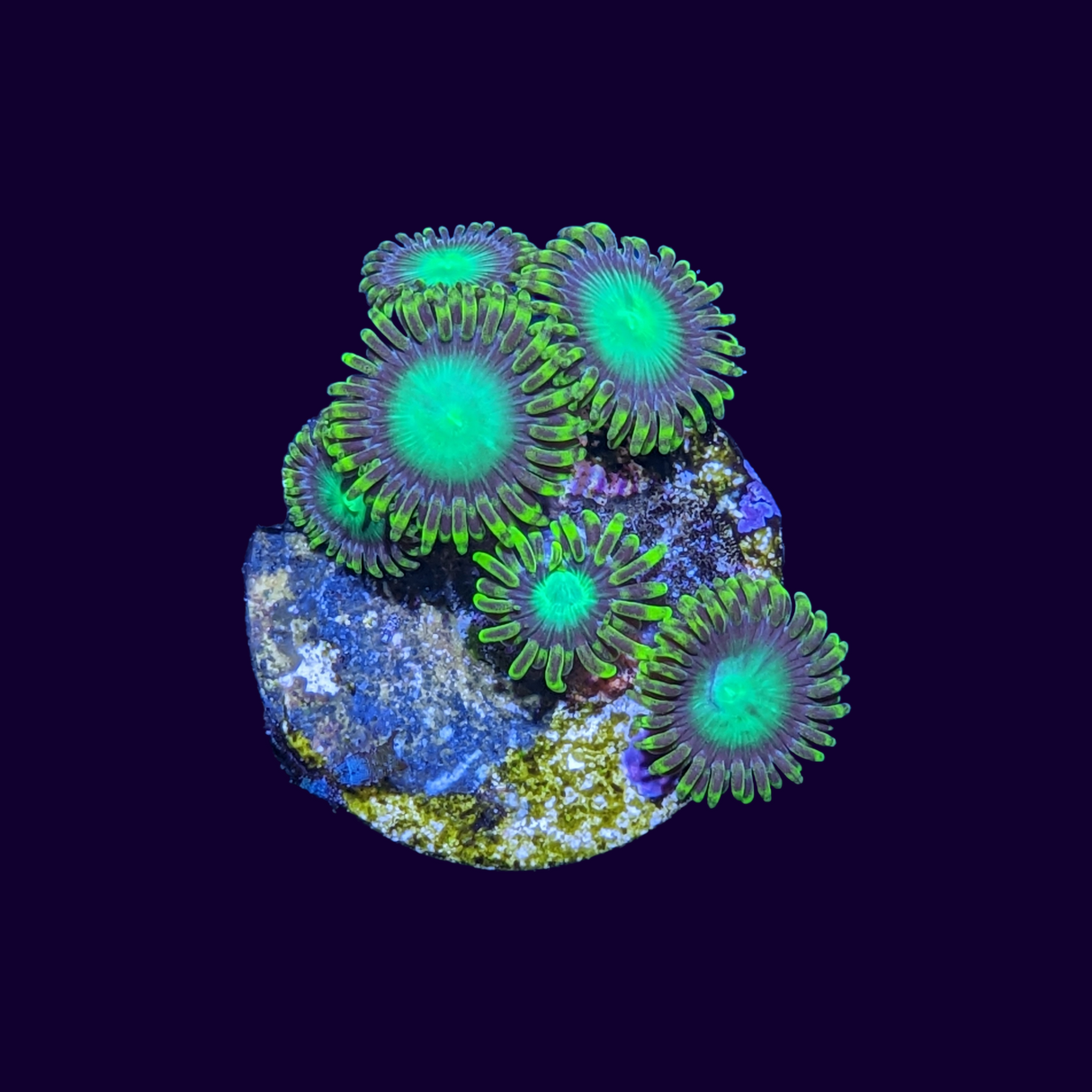 Radioactive Dragons Eye Zoa Frag