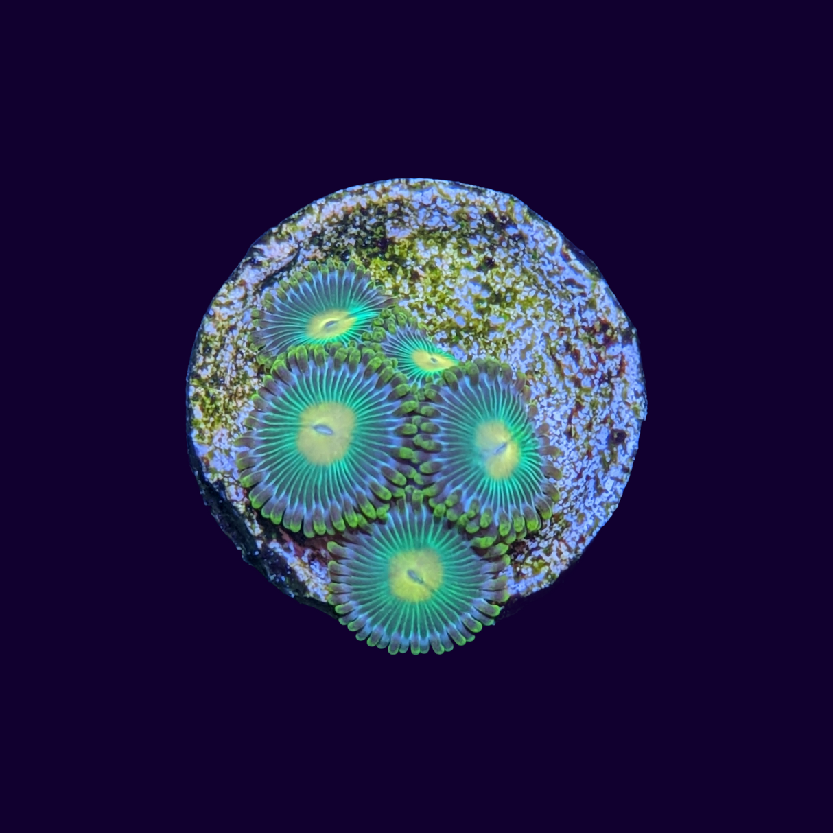 John Deere Zoa Frag